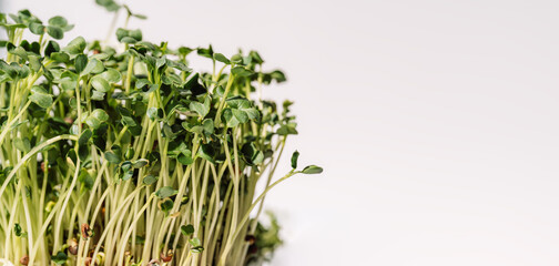 Shoots of microgreens close-up against white background in the sun.