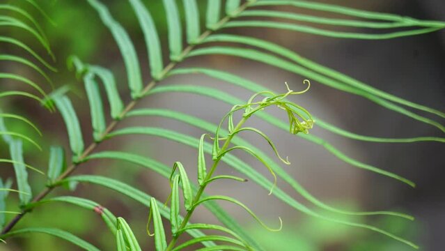 Pteris vittata (Also known as Chinese brake, Chinese ladder brake, simply ladder brake, Pakis rem cina). It is grown in gardens for its attractive appearance or used in pollution control schemes