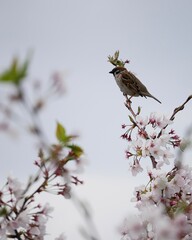 葉桜とすずめ