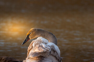 Swans are known for their distinctive features, including their long, graceful necks, large wingspan, and striking white feathers. However, not all swans are white