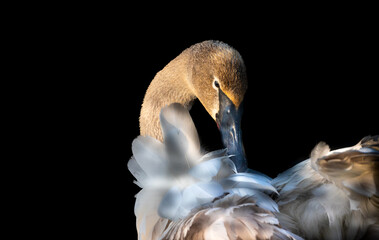 Swans are known for their distinctive features, including their long, graceful necks, large wingspan, and striking white feathers. However, not all swans are white; some species, such as the black swa