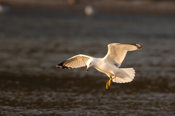 Seagulls are opportunistic feeders and will eat almost anything, including fish, insects, small mammals, and even garbage.