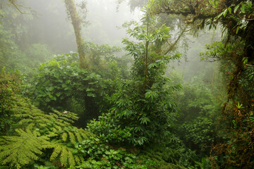 Fototapeta na wymiar Mitten im Nebelwald Monteverde