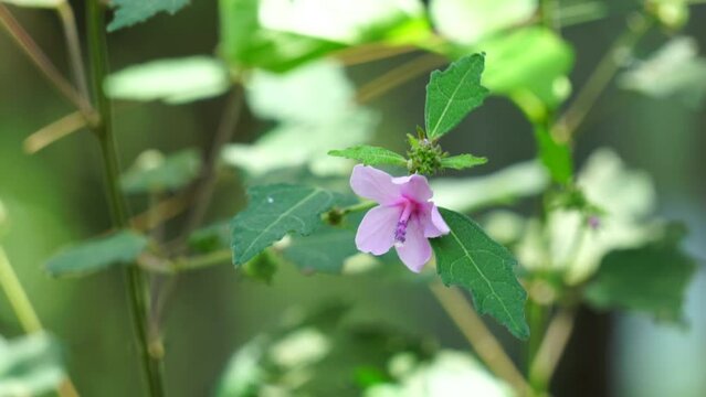 Urena lobata (Also called Pulutan, Caesarweed, Congo jute,
Urena americana, Urena chinensis, Urena diversifolia) plant. Caesarweed is considered an invasive species