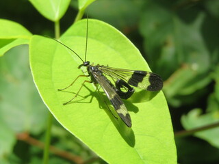 A male scorpionfly on a leaf