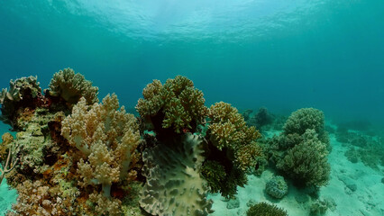Sealife, Diving near a coral reef. Beautiful colorful tropical fish on the lively coral reefs underwater. Philippines.