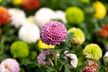 Ping-pong chrysanthemum grown in botanical gardens