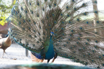 Beautiful peacock in the park. Close-up, selective focus