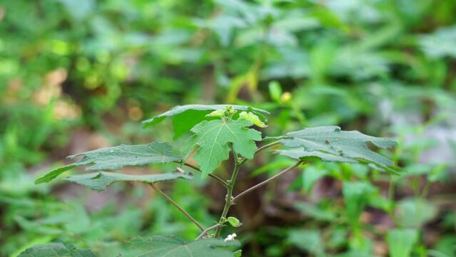 Urena lobata (Also called Pulutan, Caesarweed, Congo jute,
Urena americana, Urena chinensis, Urena diversifolia) plant. Caesarweed is considered an invasive species