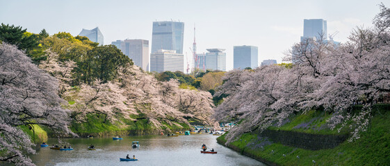 Cherry blossoms reaching their best in Chidorigafuchi Moat, Chiyoda, Tokyo.