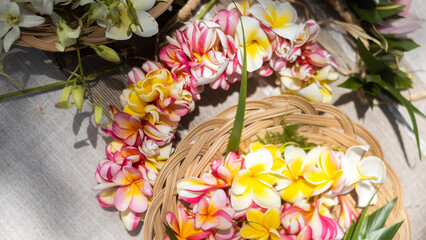 Obraz premium Woman making Hawaiian Lei and Hahu. Process of Handmade flower crown made from Hawaii flower Plumeria.