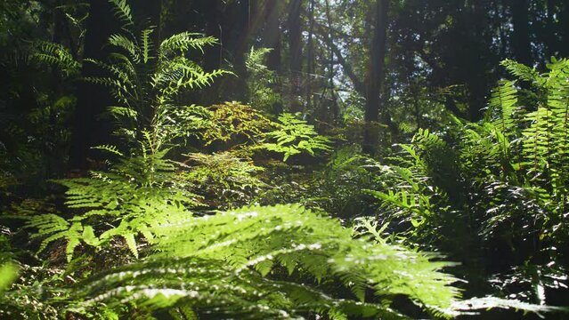Forest ferns in lush green temperate rainforest environment Australia