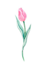 Pink watercolor tulip with a closed bud on a green stem with leaves. Hand-drawn illustration on white background.