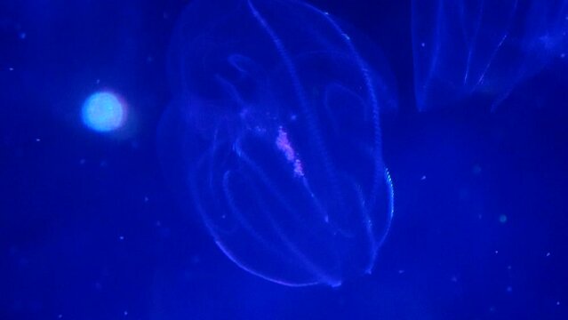 Bolinopsis mikado, comb jelly, shimmering and floating underwater. 4K