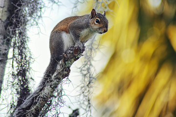 squirrel on a tree