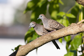 close-up of zebra doves perching on branch