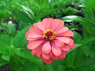Fototapeta premium The Beautiful Peach Color of Zinnia Flower (Zinnia Elegans) - A Plant of the Asteraceae Family 