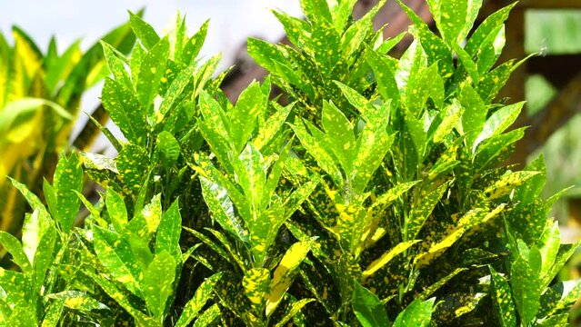 Codiaeum variegatum (Croton, Variegated Laurel, Garden Croton, Orange Jessamine, puring) in the garden. Exotic botanical tropical green plants with wide and colorful leaves in a close-up shot.