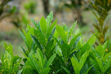 Codiaeum variegatum (Croton, Variegated Laurel, Garden Croton, Orange Jessamine, puring) in the garden. Exotic botanical tropical green plants with wide and colorful leaves in a close-up shot.