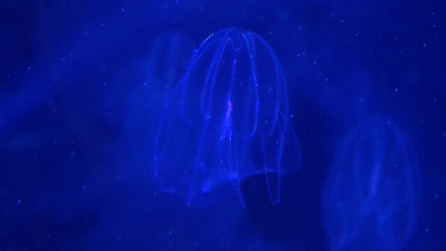 Bolinopsis mikado, comb jelly, shimmering and floating underwater. 4K