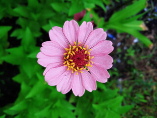 Macro Shot of Light Pink Common Zinnia (Zinnia Elegans) Also Known As Youth-and-Old-Age or Garden Zinnia Flower