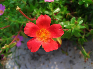 Closeup Shot of Wingpod Purslane (Portulaca Umbraticola) Flower with Red Petals and Yellow Pistils