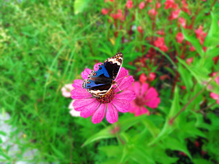 Closeup Shot of The Blue Pansy Butterfly Also Known As Ox-eyed Pansy (Junonia Orithya) - Species of the Nymphalidae Family