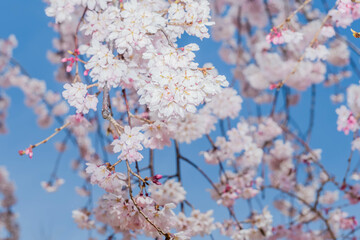 Closeup of cheery blossoms on tree branch with soft blurred background.