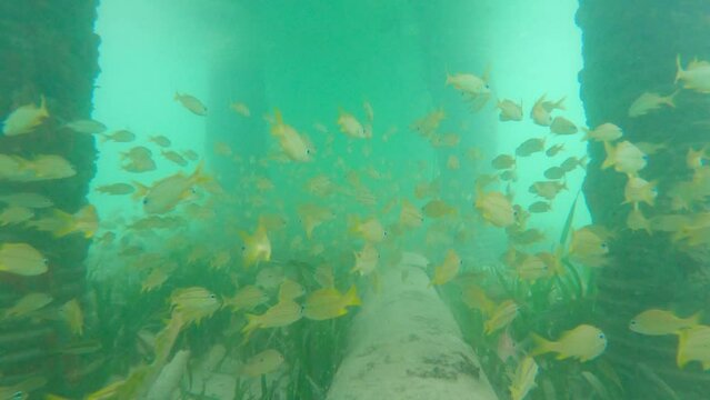 School Of Yellowtail Snapper Fish Swimming In The Water Under Pier. underwater