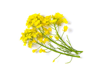 Blossoms, rapeseed flowers isolated on white background, 