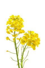Blossoms, rapeseed flowers isolated on white background, 