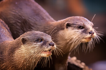 Two cute Otters posing for a portrait