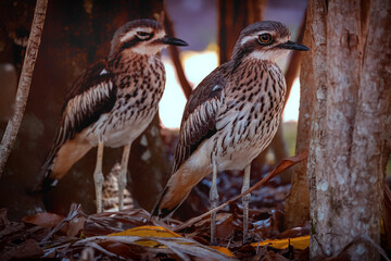 Stone Bushed Curlew taking a break