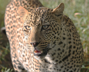 Leopard portrait