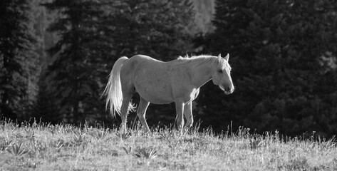 Morning sunlight on Palomino wild horse stallion in the Rocky Mountains of the western United States - black and white