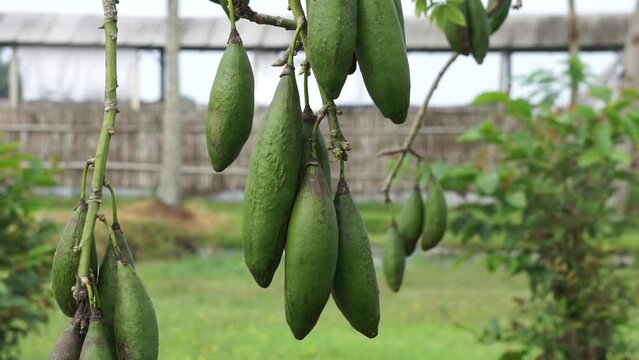 The fruit of Ceiba pentandra (cotton, Java kapok, silk cotton, samauma) with a natural background. Indonesian used this plant as bed