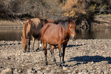Fototapeta premium Dark bay wild horse next to Salt River near Mesa Arizona United States