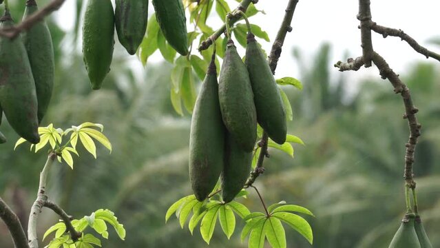 The fruit of Ceiba pentandra (cotton, Java kapok, silk cotton, samauma) with a natural background. Indonesian used this plant as bed