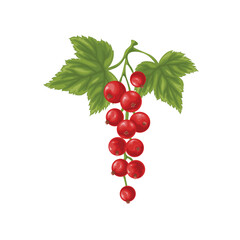 Red currant. A branch with ripe red currants and green leaves. A twig with ripe currant berries. Vector illustration on a white background