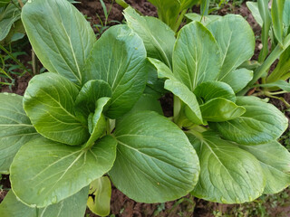 Pakcoy or bok choy (Brassica rapa Group Chinensis; mustard tribe or Brassicaceae) is a popular type of vegetable. Vegetables also known as mustard spoon are easy to cultivate. High angle view. 