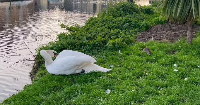 A WATER RAT steals a swan's dinner as he  rests by the Grand Canal in Dublin Ireland
