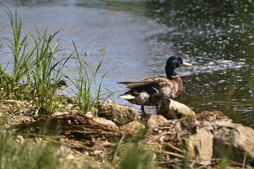 Duck near the river