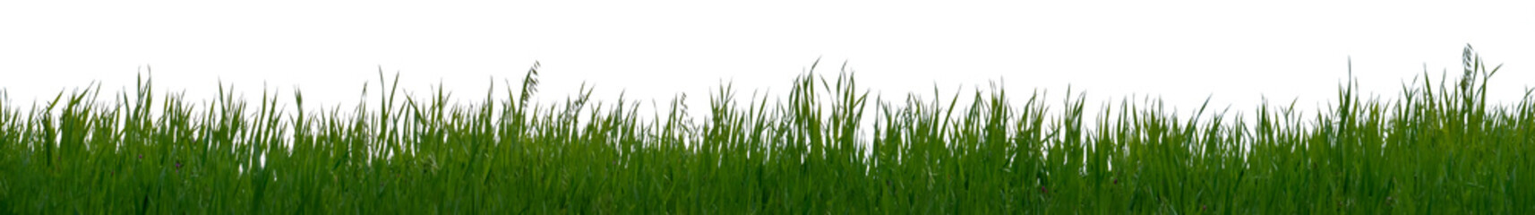 草原の背景テクスチャー