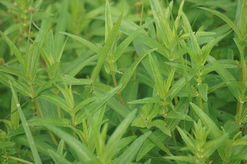Fototapeta na wymiar Rotala ramosior (also known lowland rotala) grass. This plant is sometimes grown in aquariums.
