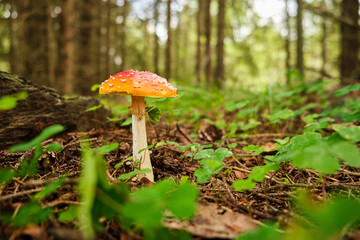 Pilz