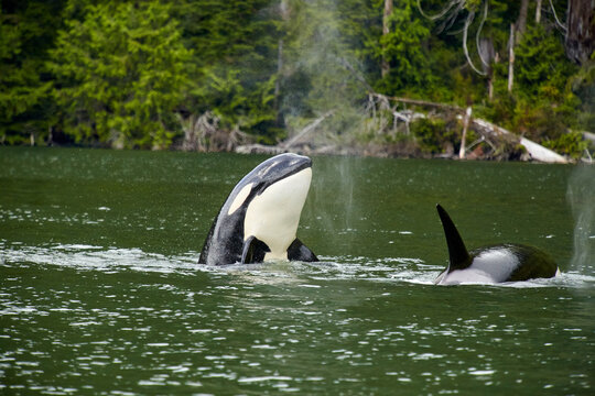 Vancouver Island