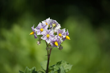 Potatoes flowers blossom, flowering potato plant