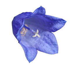 blue bell flower blossom isolated