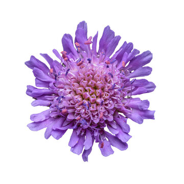 detail flower of field scabious (Knautia arvensis)