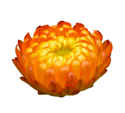 orange everlasting daisy (Bracteantha bracteata) flower